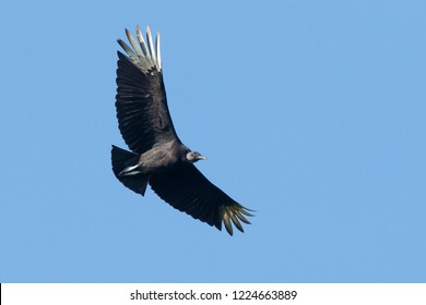 Adult Black Vulture
