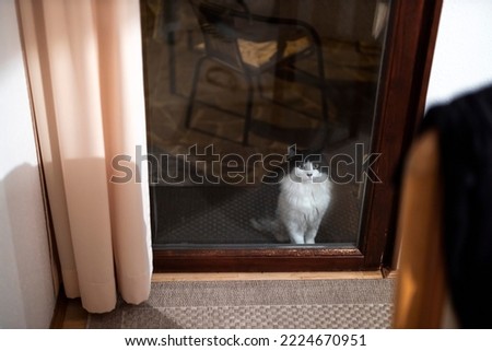 Adult Black and White Domestic long Fur Cat waiting in front of a Glass Home Door to Enter in Winter 