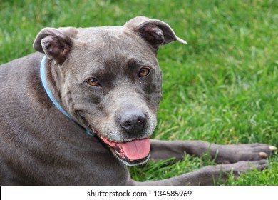 Adult Blue Pitbull Green Grass Trees Stock Photo 134585969 