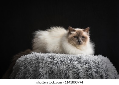 Adult Blue Point Birman Cat On Stock Photo Shutterstock