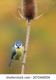 Adult Blue tit (Cyanistes caeruleus) perched on Teasel against diffused autumnal background