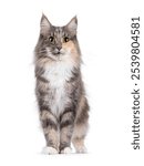 Adult blue tortie Norwegian Forestcat, standing facing front. Looking towards camera. Isolated on a white background.