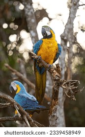 Adult Blue-and-yellow Macaw of the species Ara ararauna
