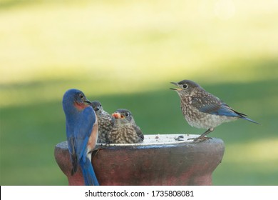 Adult Bluebird Feeding One Three 260nw 1735808081 