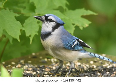 Blue Jay Bird Images Stock Photos Vectors Shutterstock