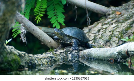 Adult Bog Turtle