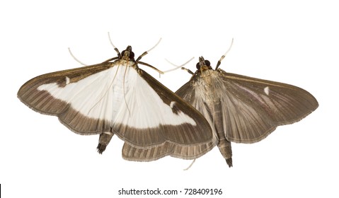 Adult of the box tree moth (Cydalima perspectalis) isolated on white