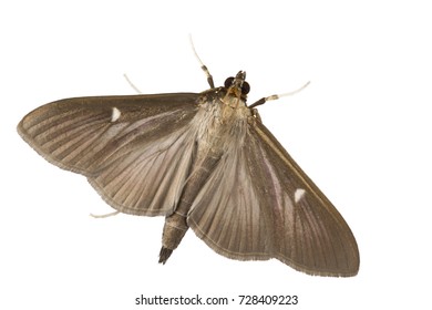 Adult of the box tree moth (Cydalima perspectalis) isolated on white