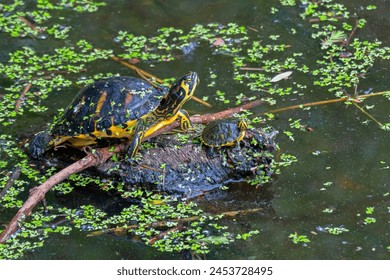 An adult Box Turtle and a newborn sitting on a log in a wetland marsh. - Powered by Shutterstock