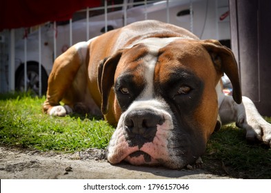 Adult Boxer Dog Lying Down Resting