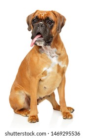 Adult Boxer Dog Sits In Front Of White Background. Animal Themes