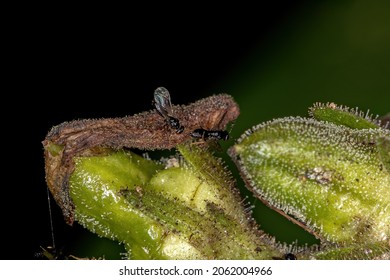 Adult Braconid Wasps Of The Family Braconidae