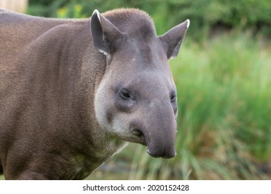Adult Brazillian Tapir Walking on Grass - Shutterstock ID 2020152428