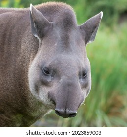 Yimo tapir