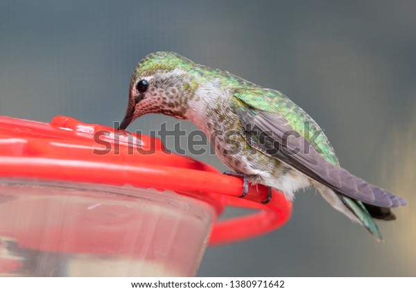 Adult Breeding Female Annas Hummingbird Drinks Stock Photo Edit