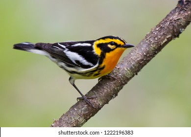 Adult breeding male Blackburnian Warbler perching on a tree branch