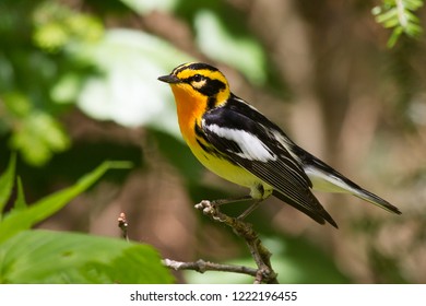 Adult breeding male Blackburnian Warbler perching on a tree branch