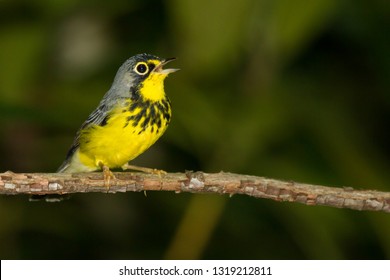 An adult breeding male Canada Warbler perching in a rhododendron thicket
