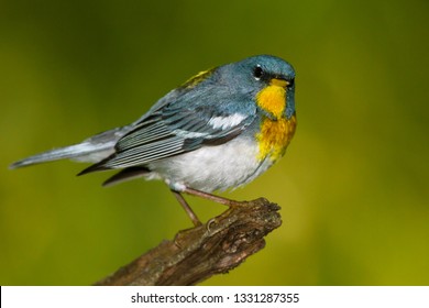 An adult breeding male Northern Parula perching on a branch