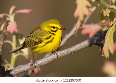 An adult breeding male Prairie Warbler perching in an oak tree