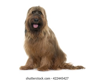 adult briard in front of white background