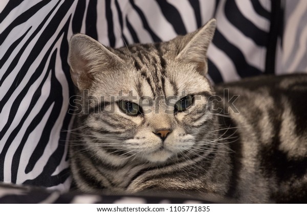 Adult British Shorthair Silver Tabby Cat Stock Photo Edit Now