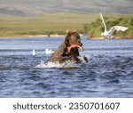 Adult brown bear caught a red salmon in a river, in perfect light. 