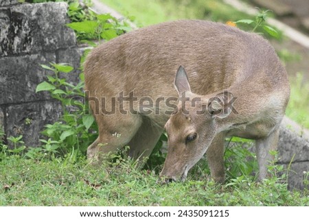 An adult brown female deer was eating grass alone during the day