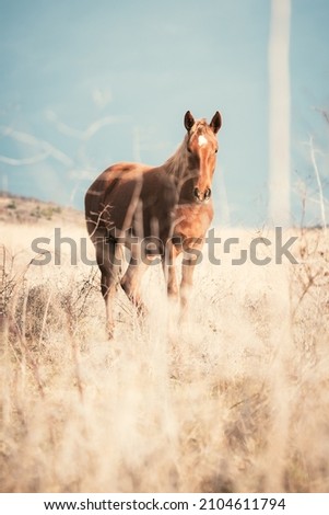 An adult brown horse grazes in a golden field against a blue sky. Horses eat grass and rest on the hill. Beautiful animals in the wild. Riding horse