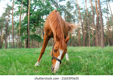 Adult brown horse grazing on a glade in the forest - Shutterstock ID 2165395635