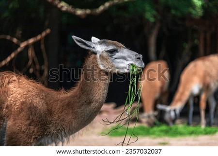 Adult brown Llama eating grass on the farm