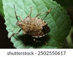 Adult brown marmorated Halyomorpha halys stink bug (Kusagikamemushi), which are agricultural pests mainly affecting fruit trees (Natural+flashlight, close-up macro photography)