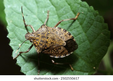 Adult brown marmorated Halyomorpha halys stink bug (Kusagikamemushi), which are agricultural pests mainly affecting fruit trees (Natural+flashlight, close-up macro photography)