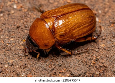 Adult Brown Scarab Of The Family Scarabaeidae