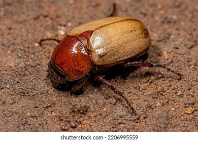 Adult Brown Scarab Of The Family Scarabaeidae