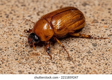 Adult Brown Scarab Of The Family Scarabaeidae