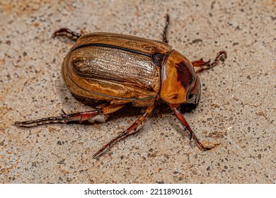 Adult Brown Scarab Of The Family Scarabaeidae