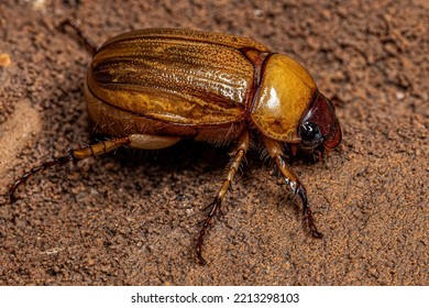 Adult Brown Scarab Of The Family Scarabaeidae