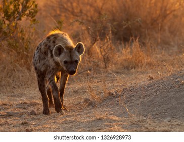 adult brown spotted hyena - Shutterstock ID 1326928973