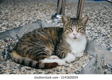 The Adult Brown Tabby With White Cat Is Lying In The Ball Curler Position On The Stone Steps.