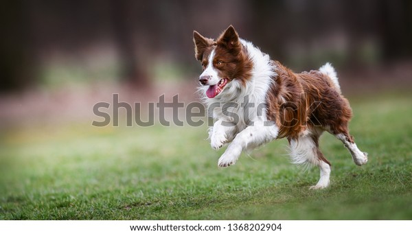 Adult Brown White Border Collie Run Stock Photo Edit Now 1368202904