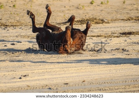 An adult brown wild horse rolling in soft warm sand on a sunny day