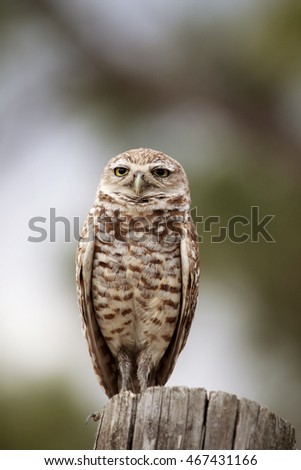 Similar – Image, Stock Photo Adult Burrowing owl Athene cunicularia