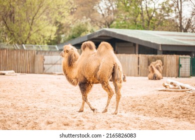 An Adult Camel At Chester Zoo