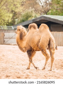 An Adult Camel At Chester Zoo