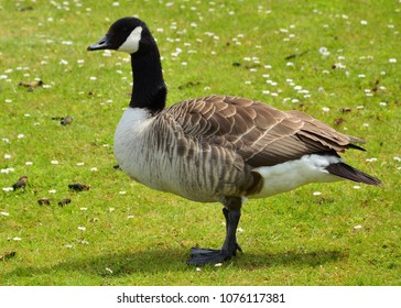 Canada Goose 2015-2016 salon Canada Goose 2015-2016 salon