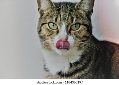 Adult Cat After Delicious Meal Food Sticking Its Tongue Out Feeling Great Being Silly And Funny