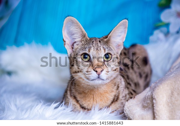 Elevage De Chats Adultes Savannah F1 Photo De Stock Modifiable