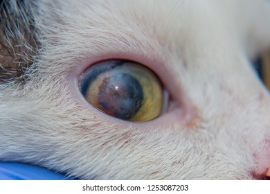 Adult Cat With Corneal Ulcer 