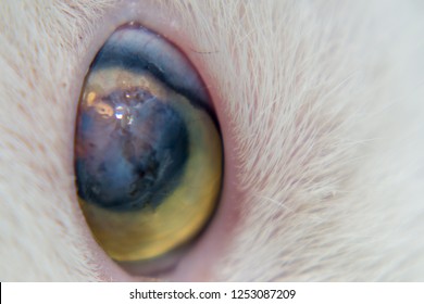 Corneal Ulcer Images, Stock Photos & Vectors | Shutterstock